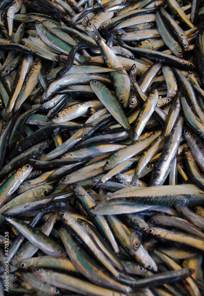 basket of small fishes in the market