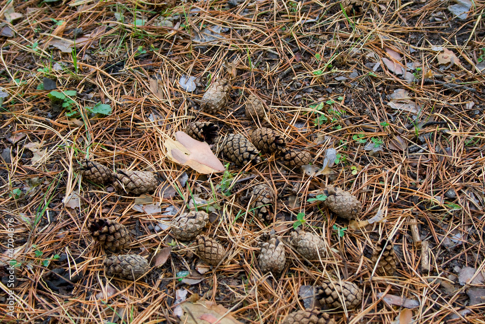 autumn texture with pine cones autumn texture with pine cones