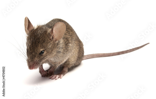 Mouse