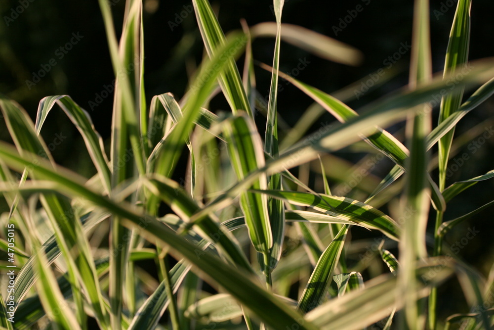 Gras in der Abendsonne Gras in der Abendsonne