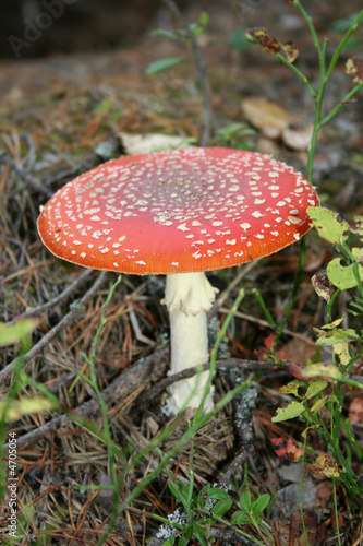 Fly agaric mushroom