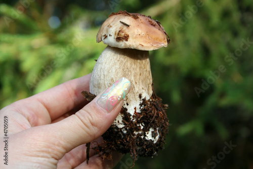 edible mushroom in woman hand with focus on it
