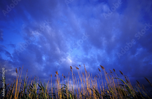 Schilf im Abendlicht photo