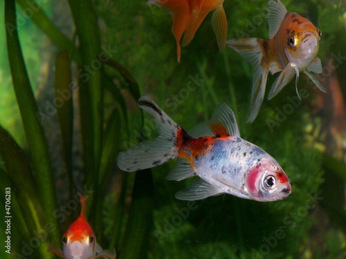 Canvas Print poissons rouges