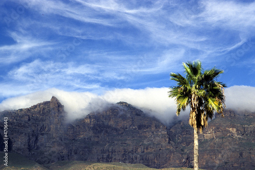 Palme in den Bergen von Gran Canaria