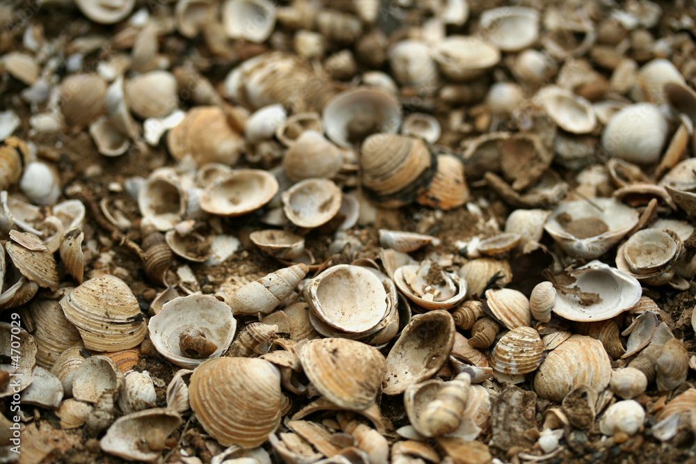 coquillage coquillage