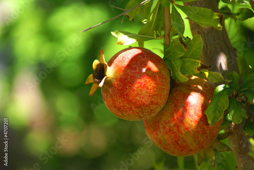 pomegranate