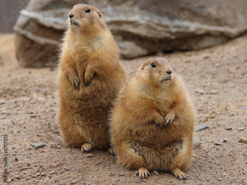 prairie dogs