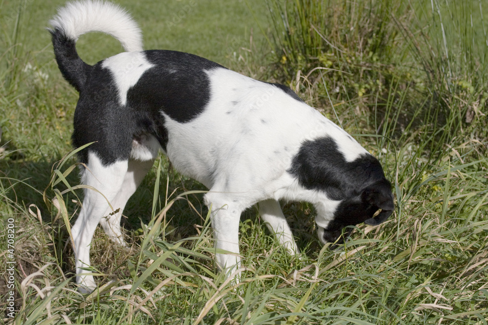 Hunting dog