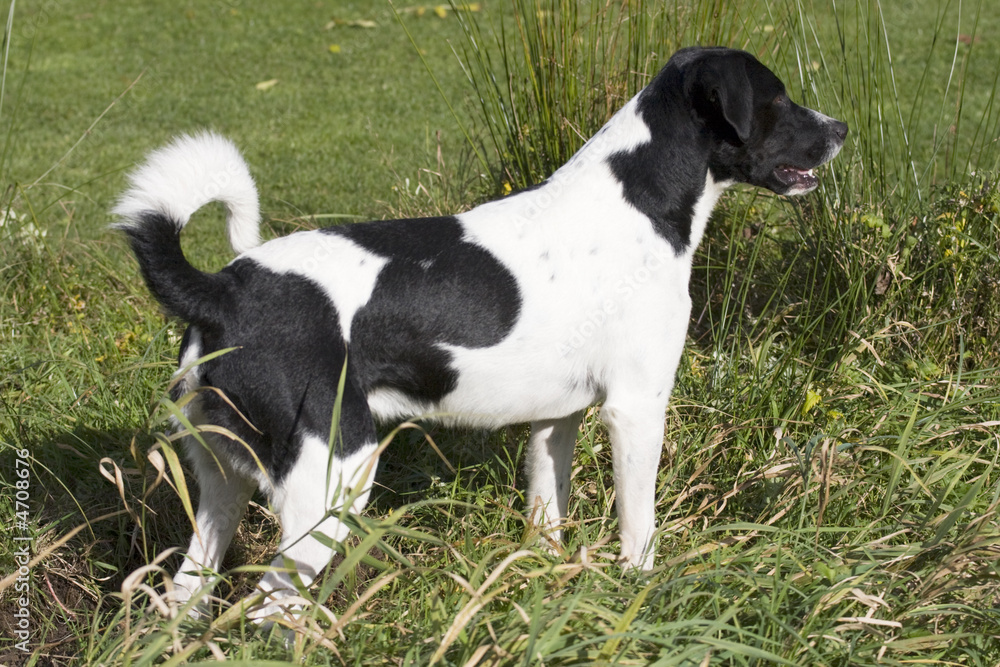 Black and white dog