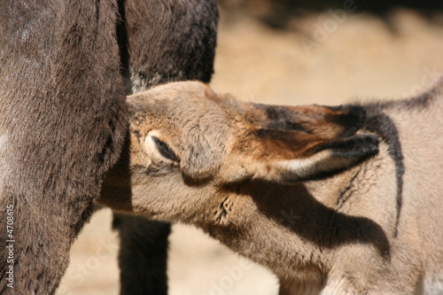 Donkey foal sucking milk from mother