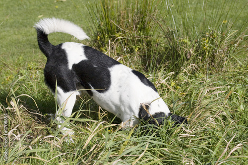 Digging dog