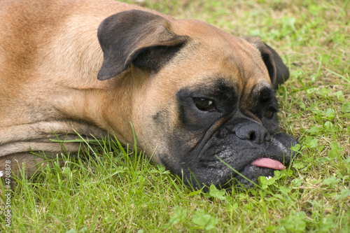 chien se reposant