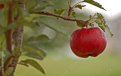 Apple on tree