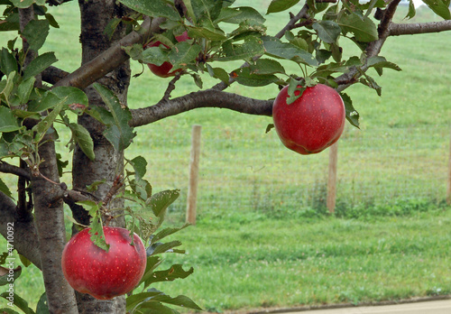 Apples on tree