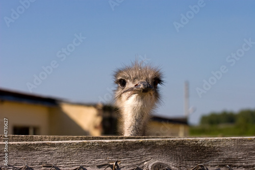 Ostrich