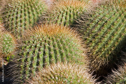 Golden Barrel Cactus - Echinocactus grusonii