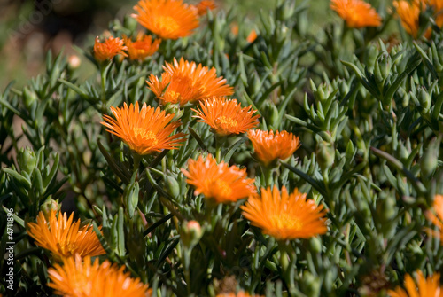 Beautiful orange Flower - Lampranthus Aureus - Orange Vygie