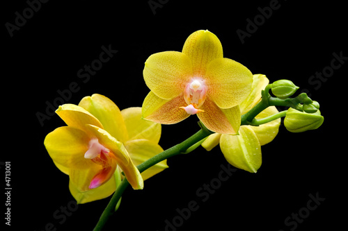 Stem of yellow orchids isolated on black background