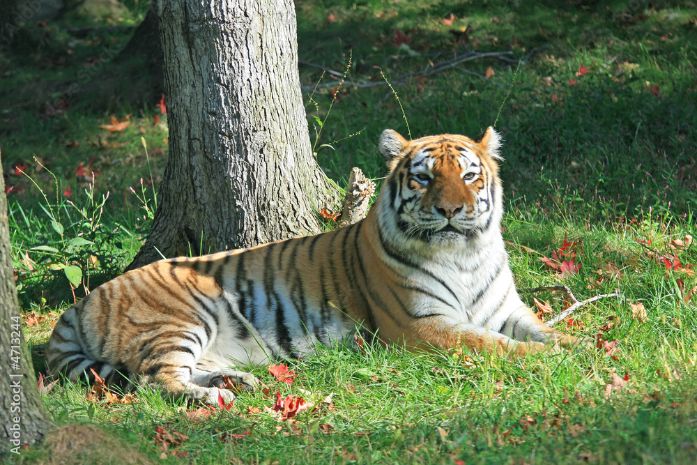 Obraz premium Tiger in a zoo
