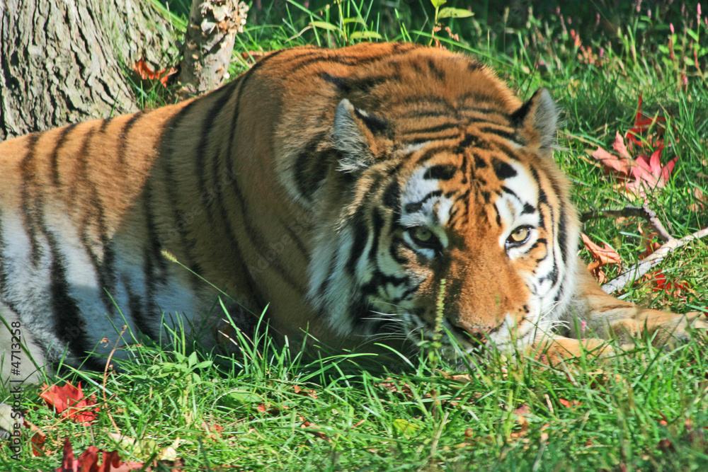 Obraz premium Tiger in a zoo