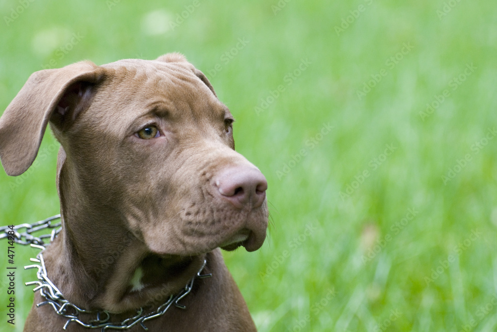 young staffordshire terrier