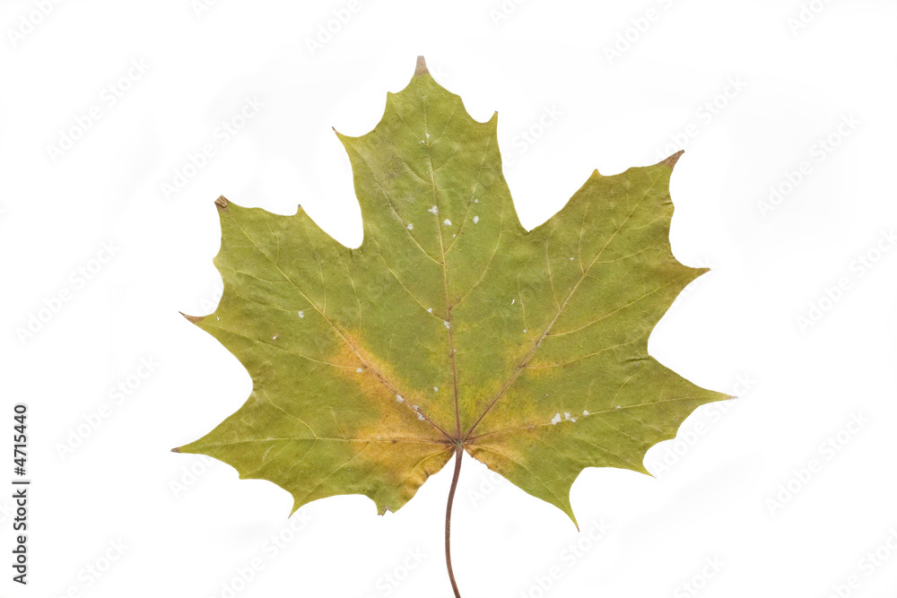 autumn leaf autumn leaf