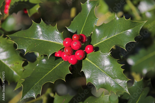 Ilex im Wald
