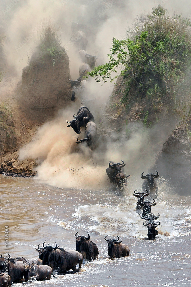 The great migration of wildebeest.