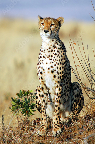 Cheetah (Acinonyx jubatus)  #4717072