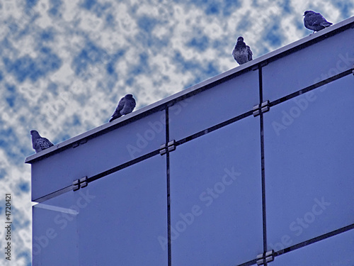 blue windows