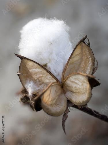 partially harvested cotton with waste still hanging on the plant
