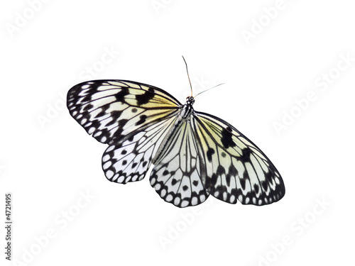 Papillon détouré