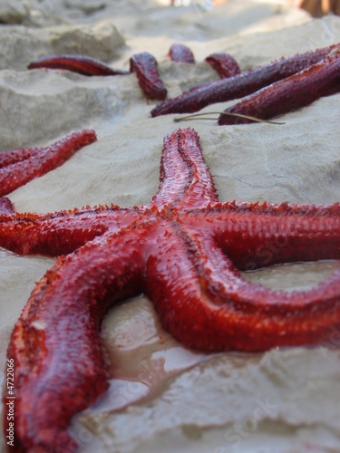 red starfish on a sand