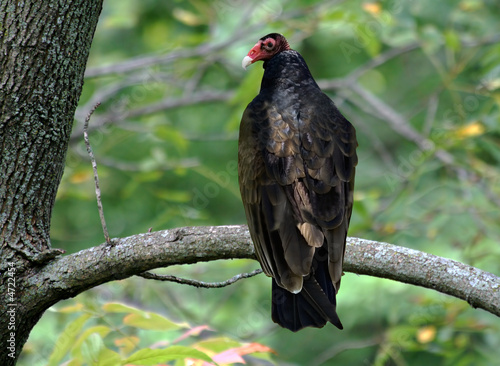 Turkey Vulture
