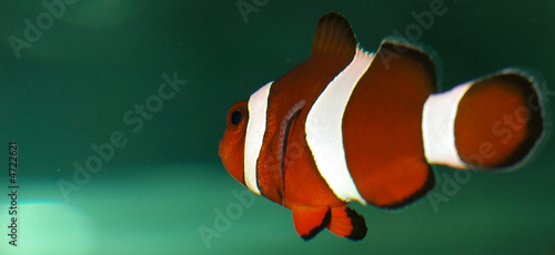 Obraz na płótnie Nemo