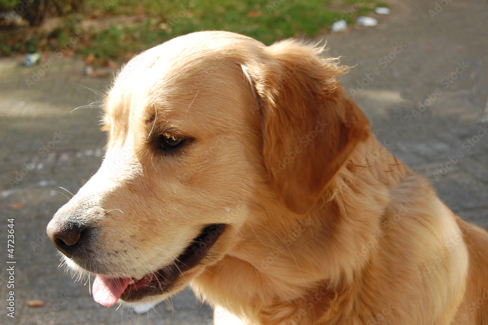 golden retriever