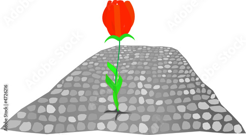 Red flower on the stone road