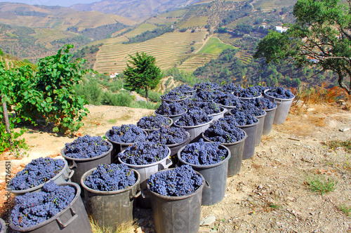 Portugal, Douro valley, Pinhao: Grape harvest photo