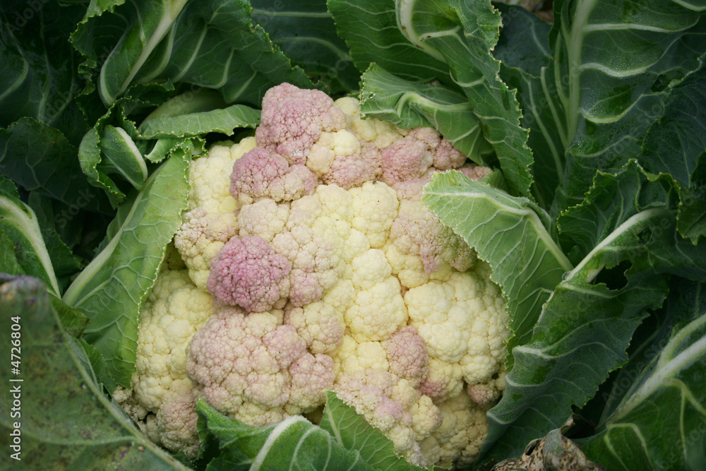 Choux fleur