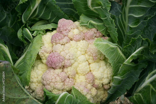 Obraz na płótnie Choux fleur w salonie