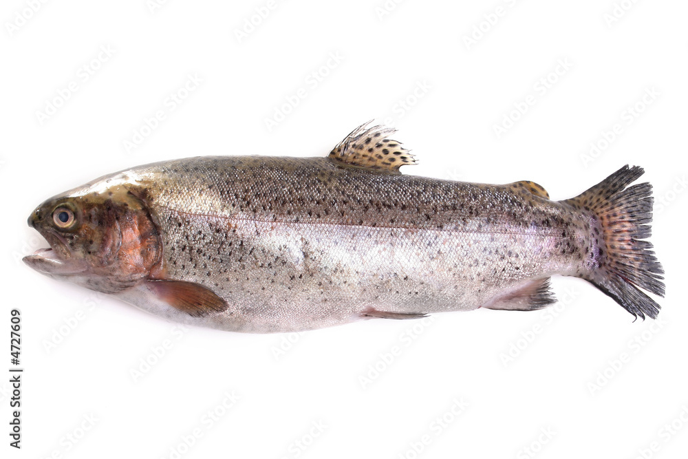 Fisherman's trophy