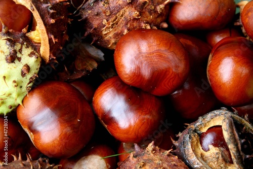 conkers