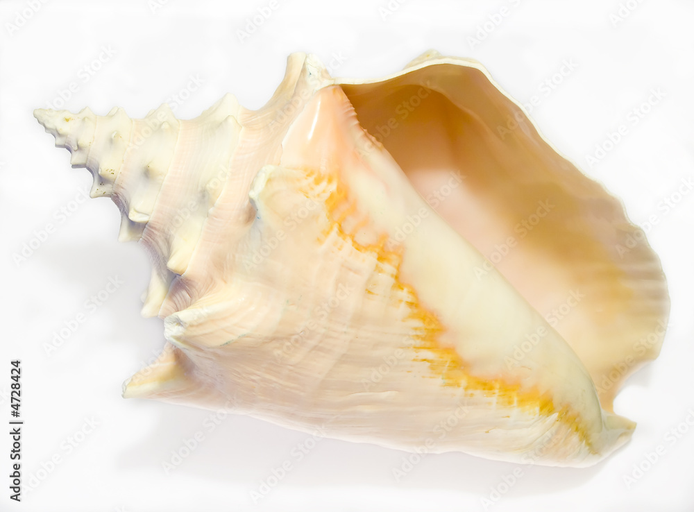Conch Seashell isolated on white background Conch Seashell isolated on white background