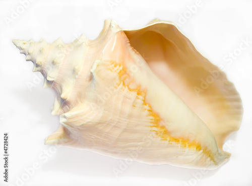 Conch Seashell isolated on white background