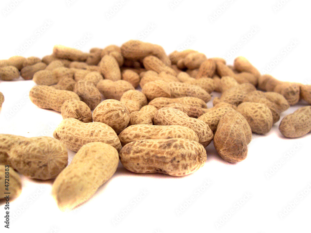NUT NUT