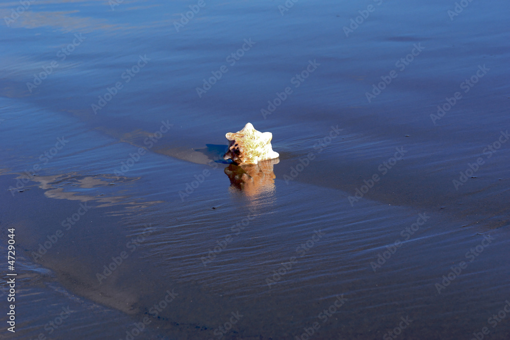 large conch on beach large conch on beach