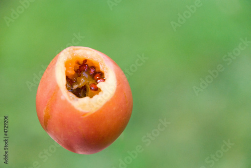 A bite into a juicy tamarillo
