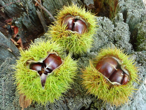 Foto Chataignes502