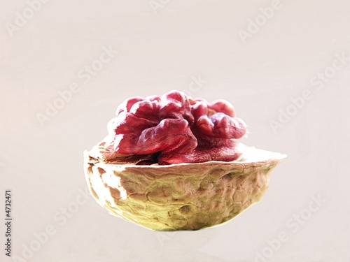 rote Walnuss